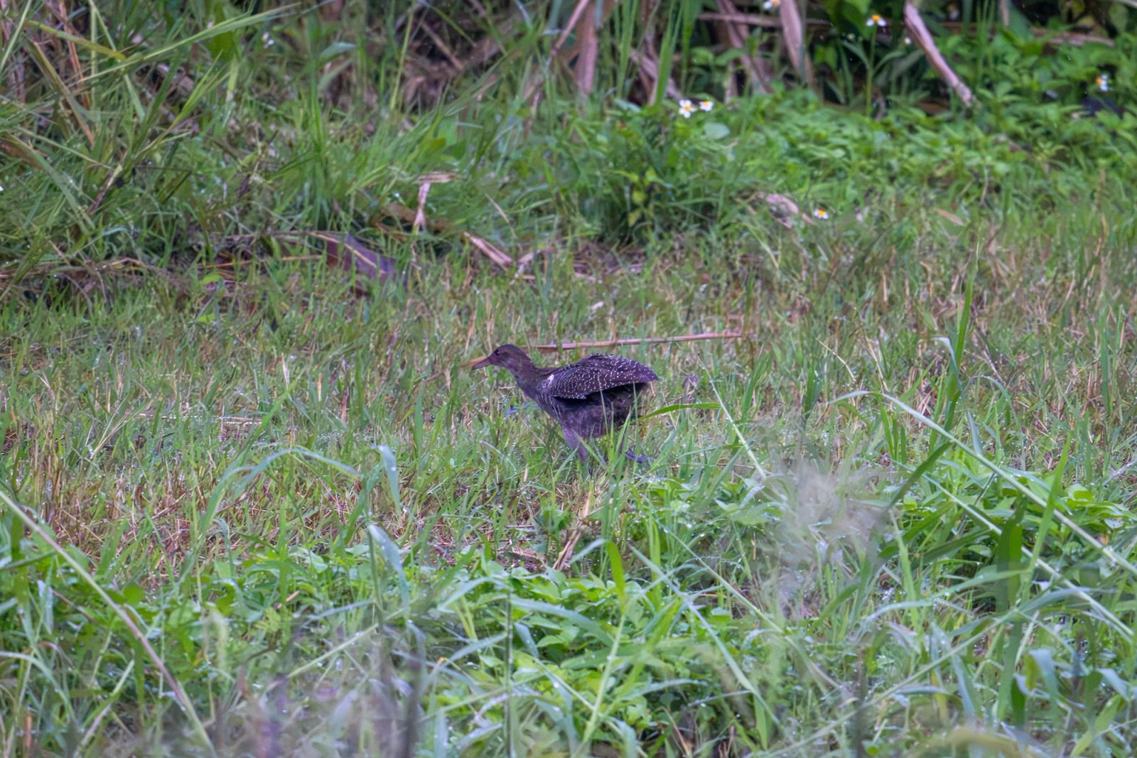 Slaty-breasted rail (immature)