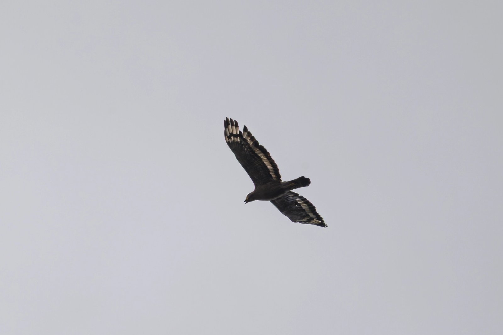 Crested Serpent-Eagle photographed at Doi Suthep–Pui National Park