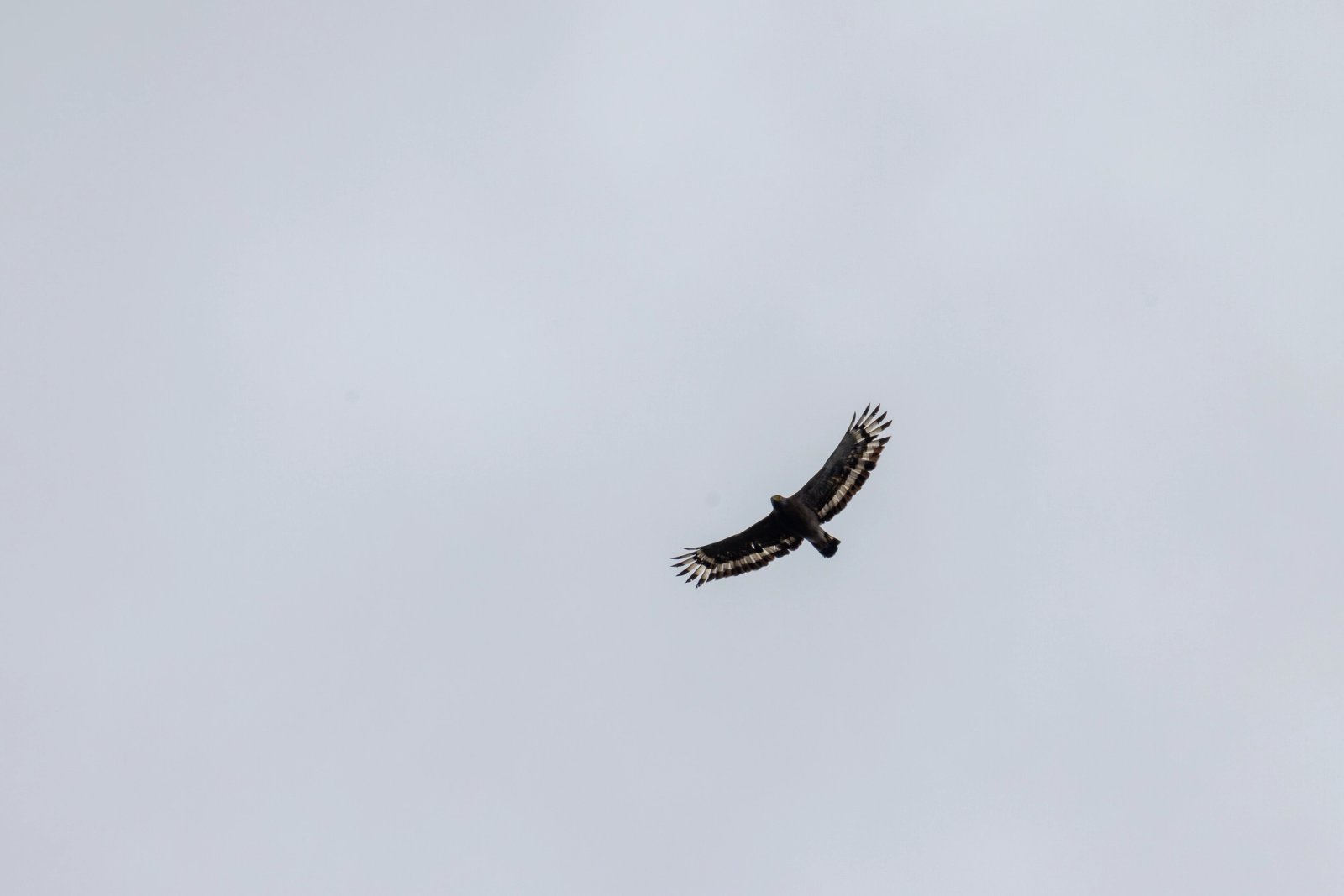 Crested Serpent-Eagle photographed at Doi Suthep–Pui National Park