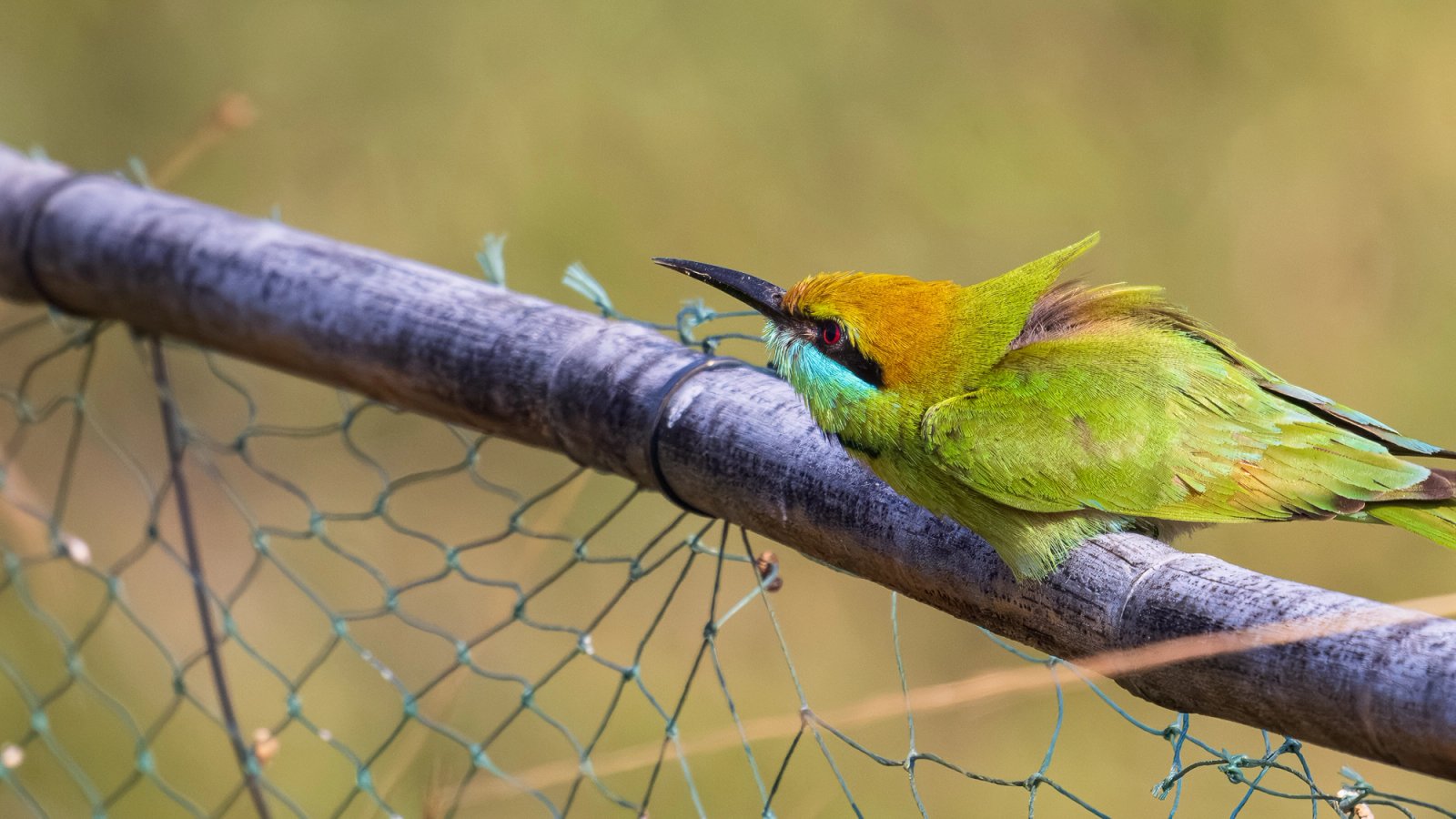 Chiang Mai Lamphun birds