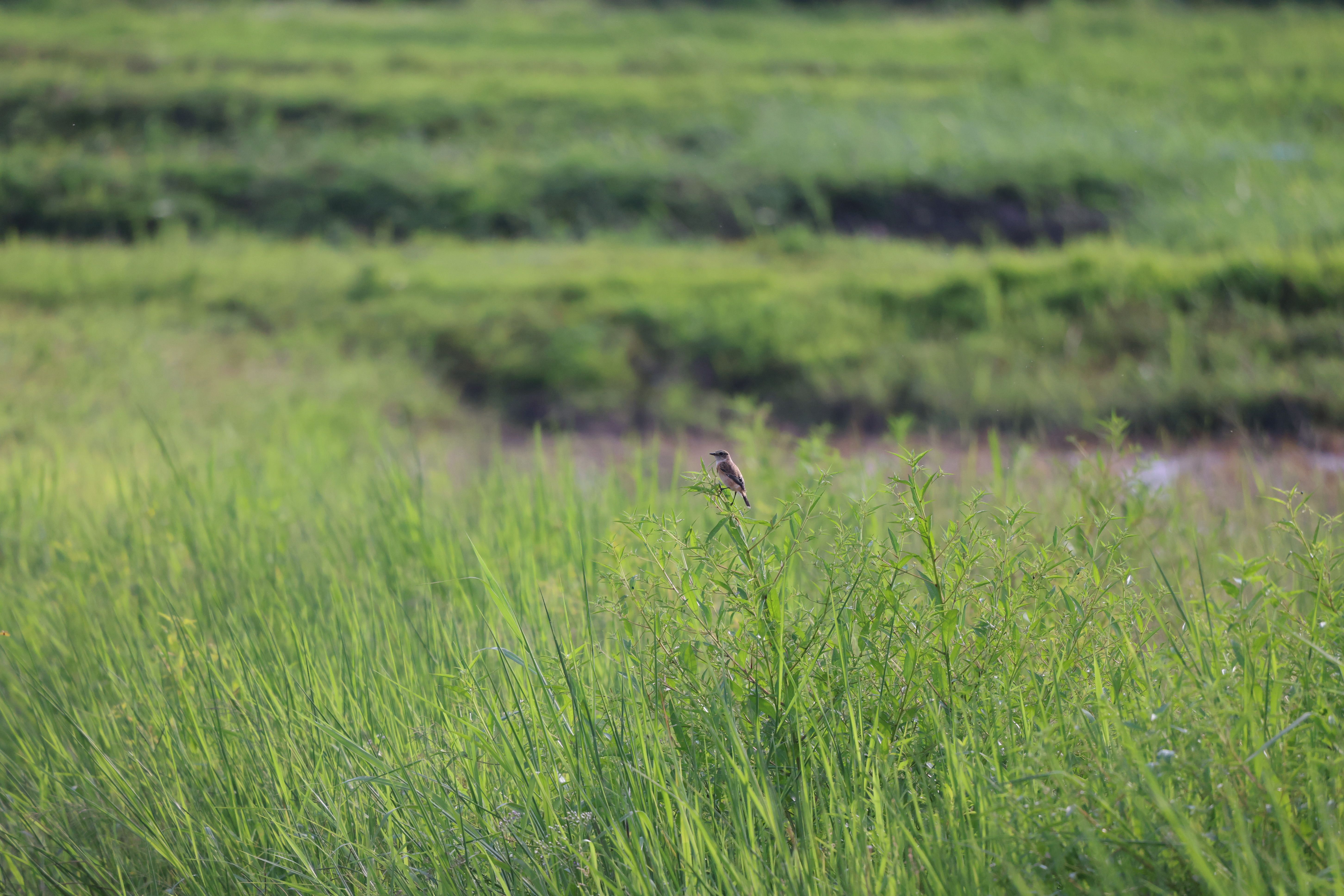 Amur Stonechat photographed at Mae Hia Agricultural College