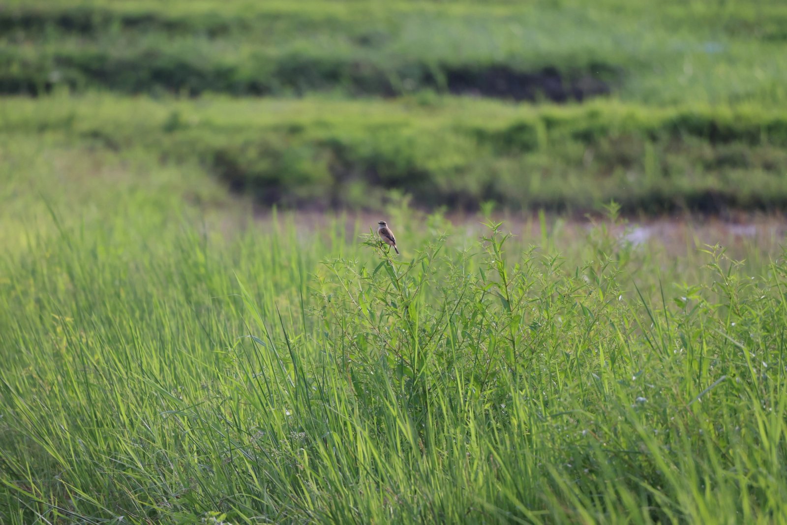 Amur Stonechat photographed at Mae Hia Agricultural College