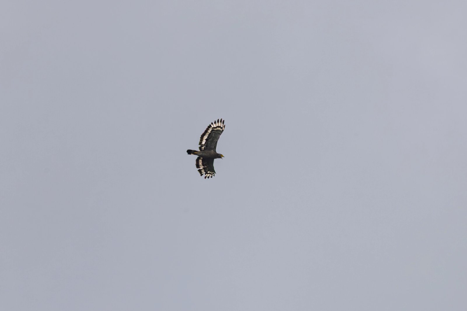 Crested Serpent-Eagle photographed at Doi Suthep–Pui National Park