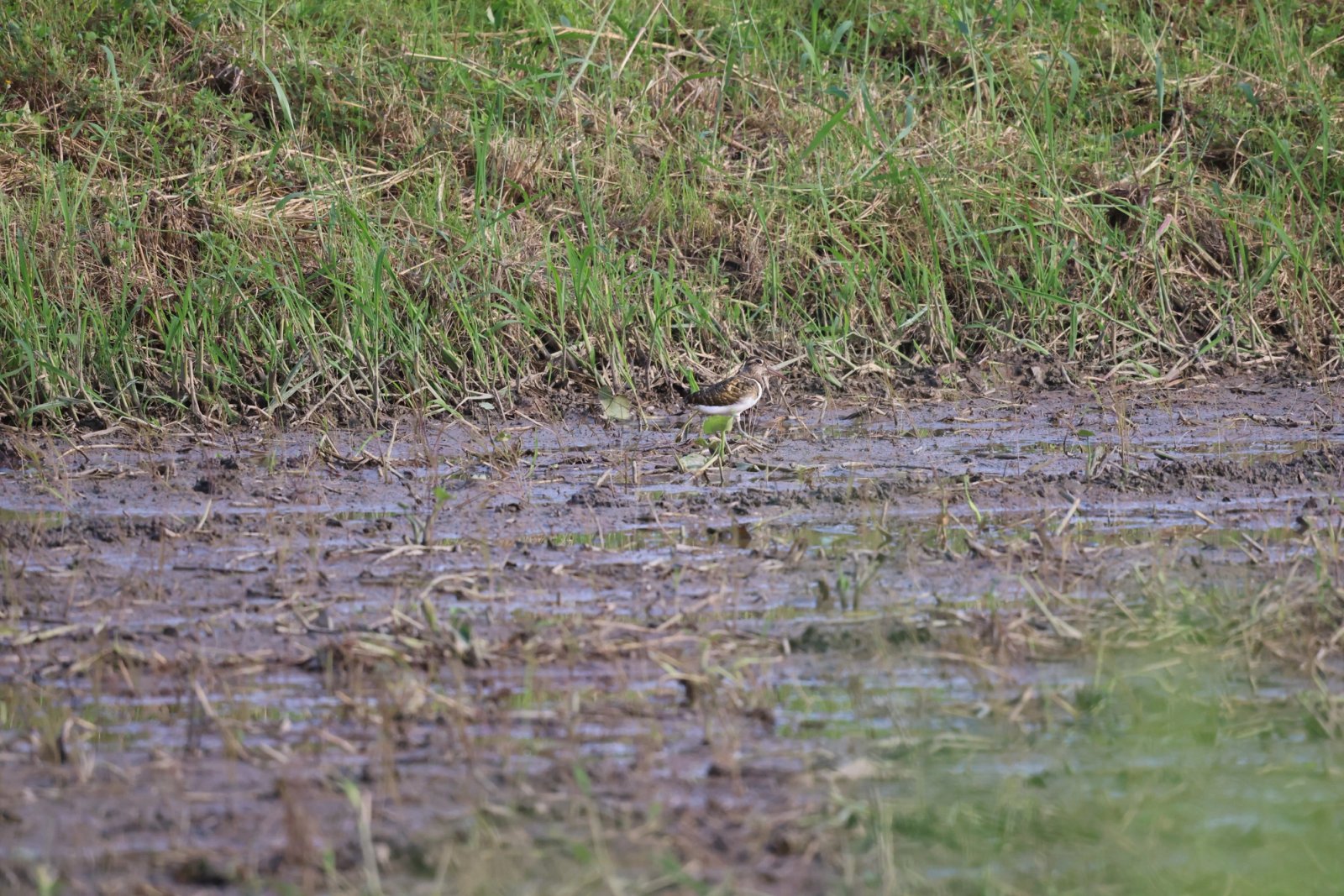 Greater Painted-Snipe photographed at Mae Hia Agricultural College