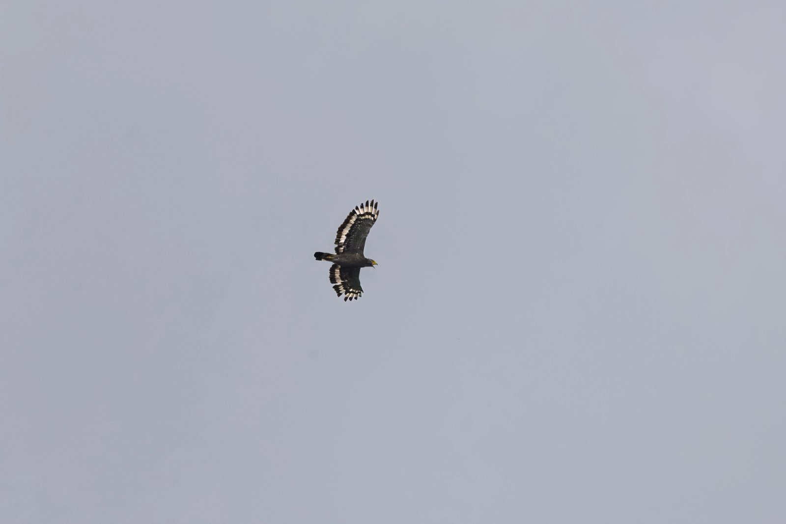 Crested Serpent-Eagle photographed at Doi Suthep–Pui National Park