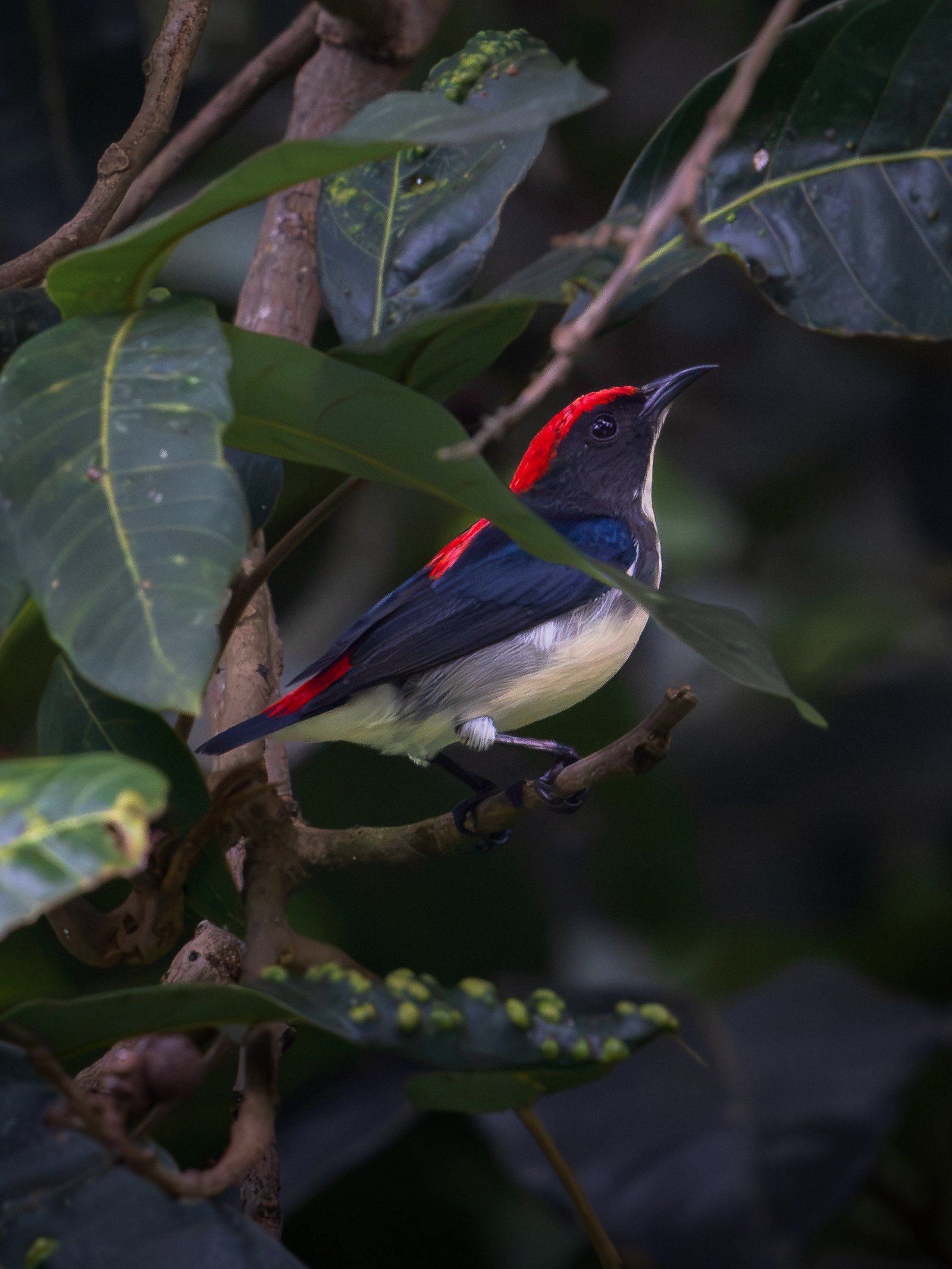 male scarlet-backed flowerpecker perching