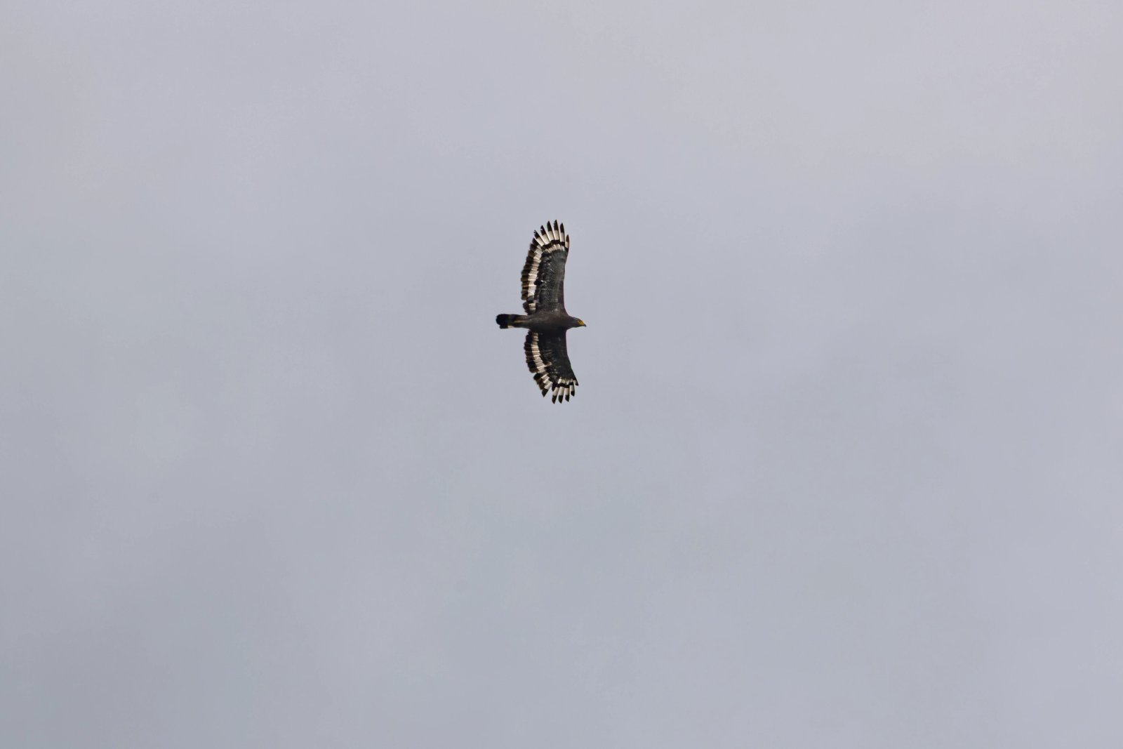Crested Serpent-Eagle photographed at Doi Suthep–Pui National Park