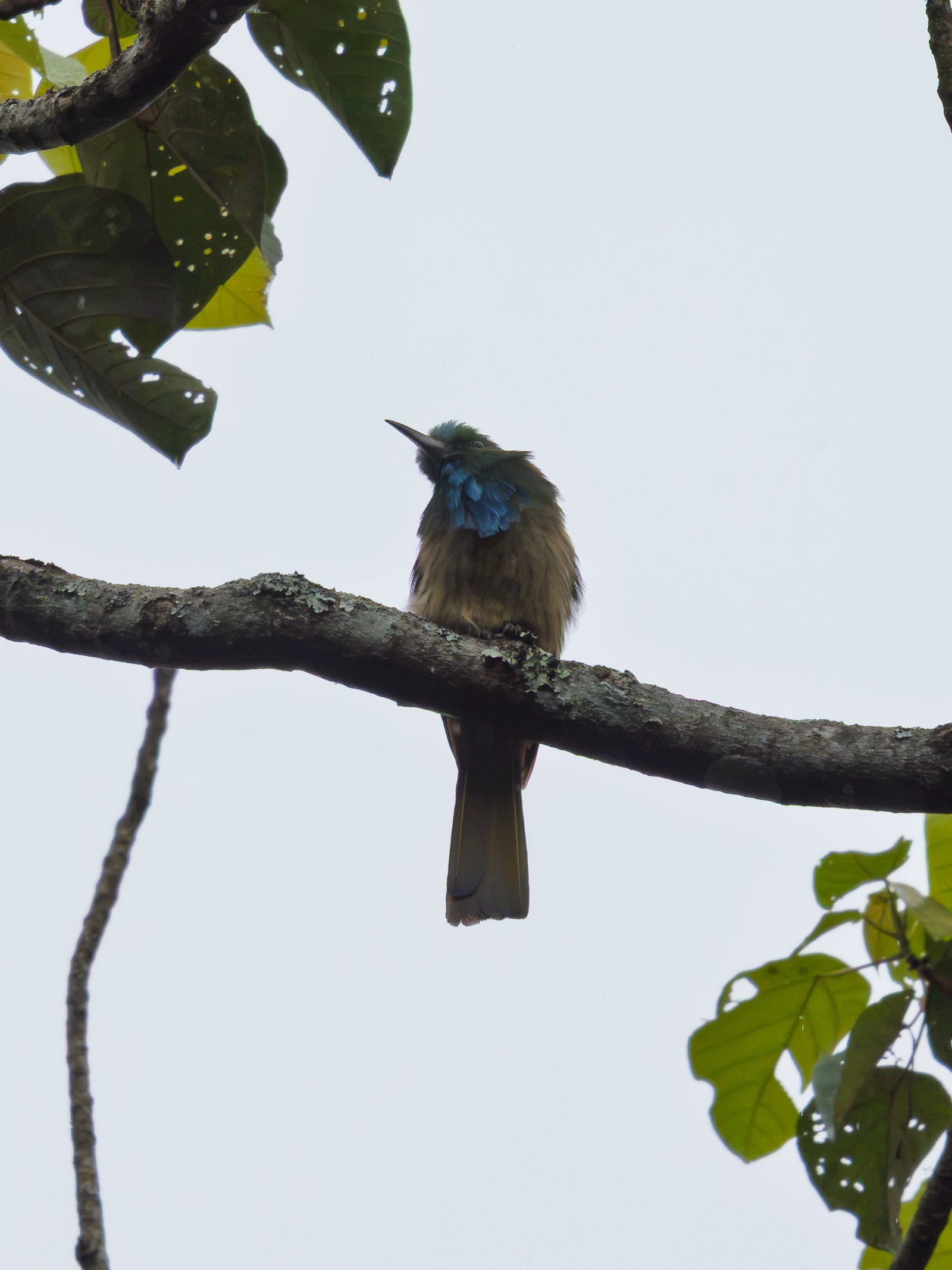 Blue-bearded bee-eater perched on a branch at Doi Pui