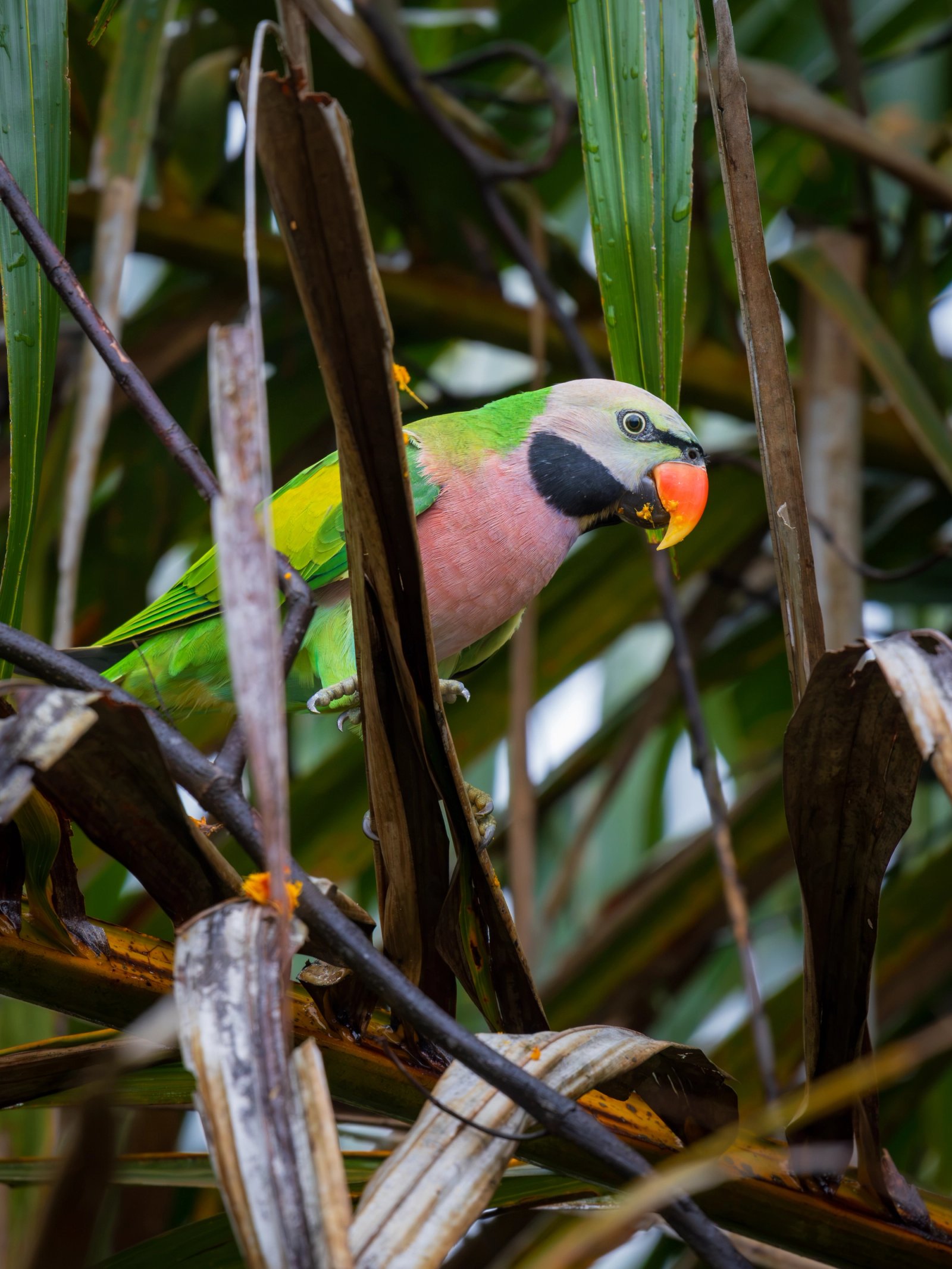 Red-breasted Parakeet male