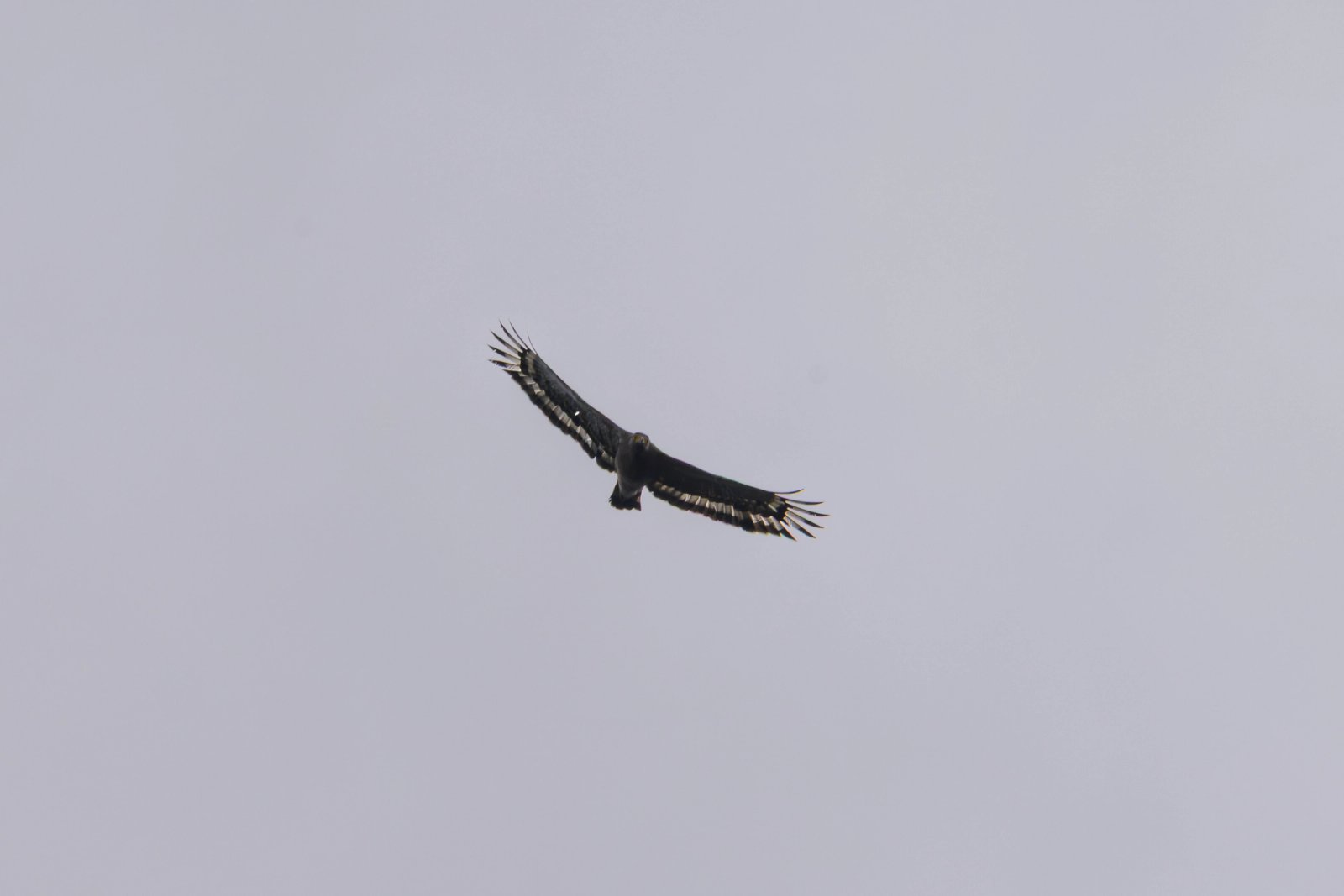 Crested Serpent-Eagle