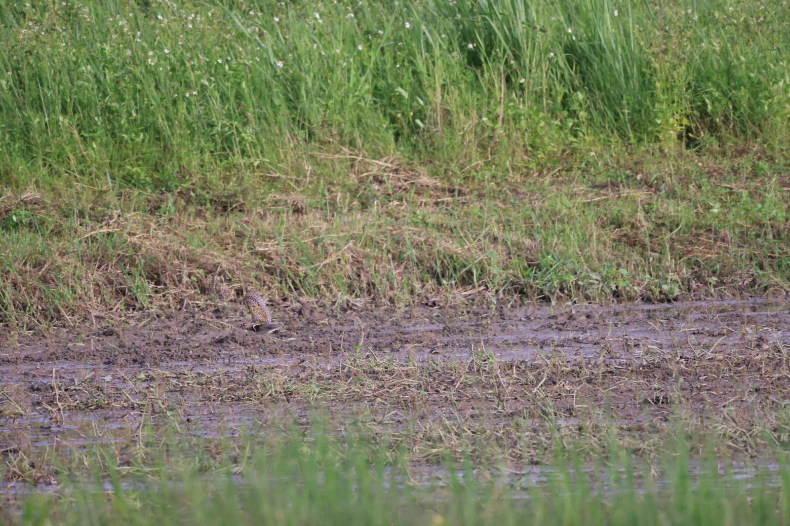 Greater Painted-Snipe photographed at Mae Hia Agricultural College