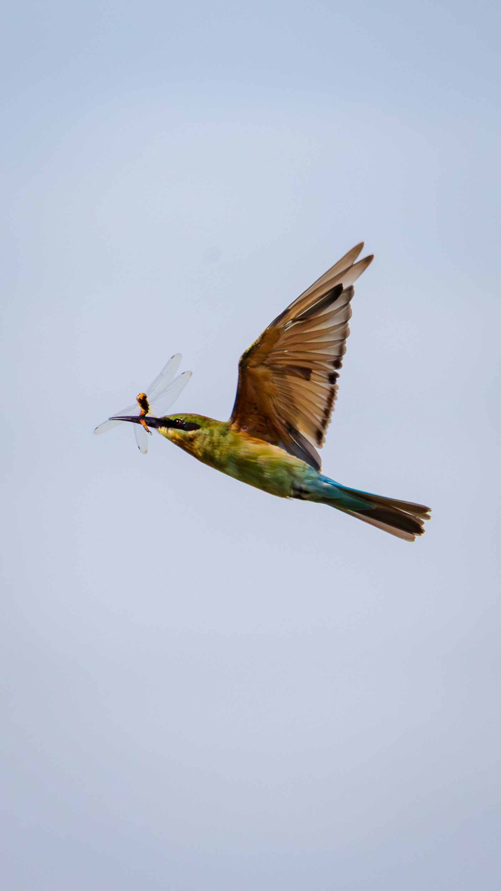 Blue-tailed bee-eater in flight
