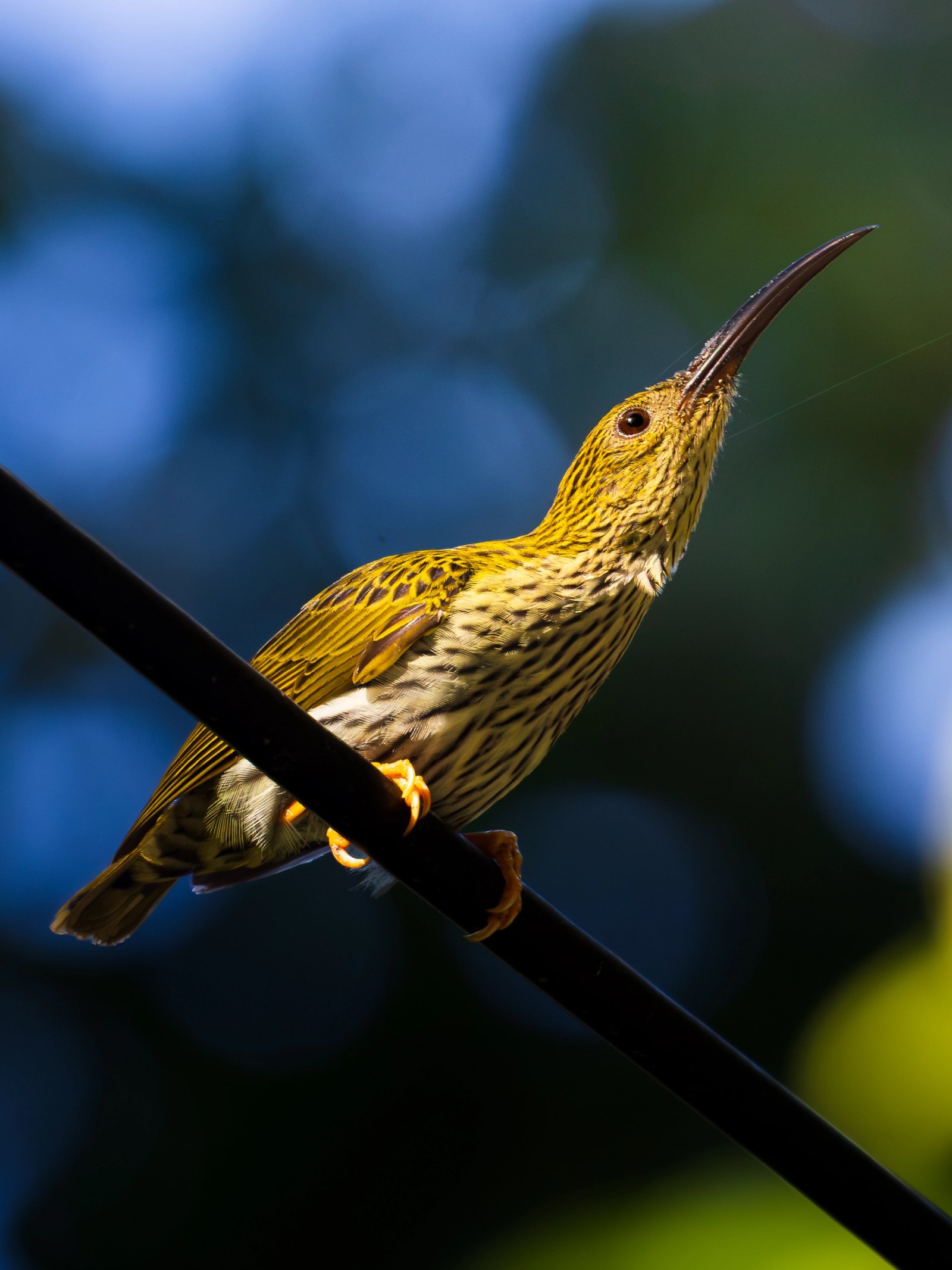 Streaked spiderhunter photo taken at Doi Suthep