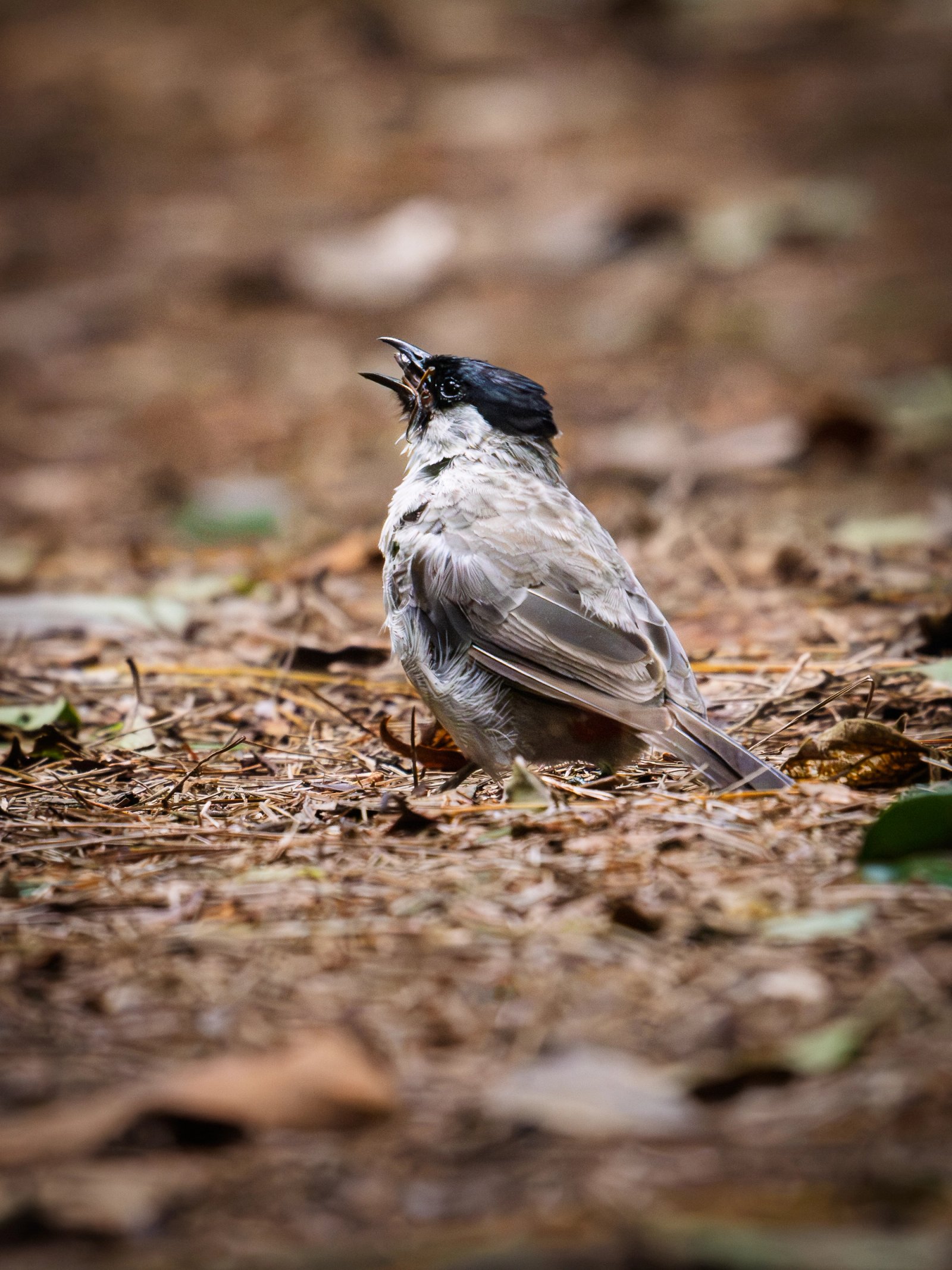 Sooty-headed bulbul on the ground eating