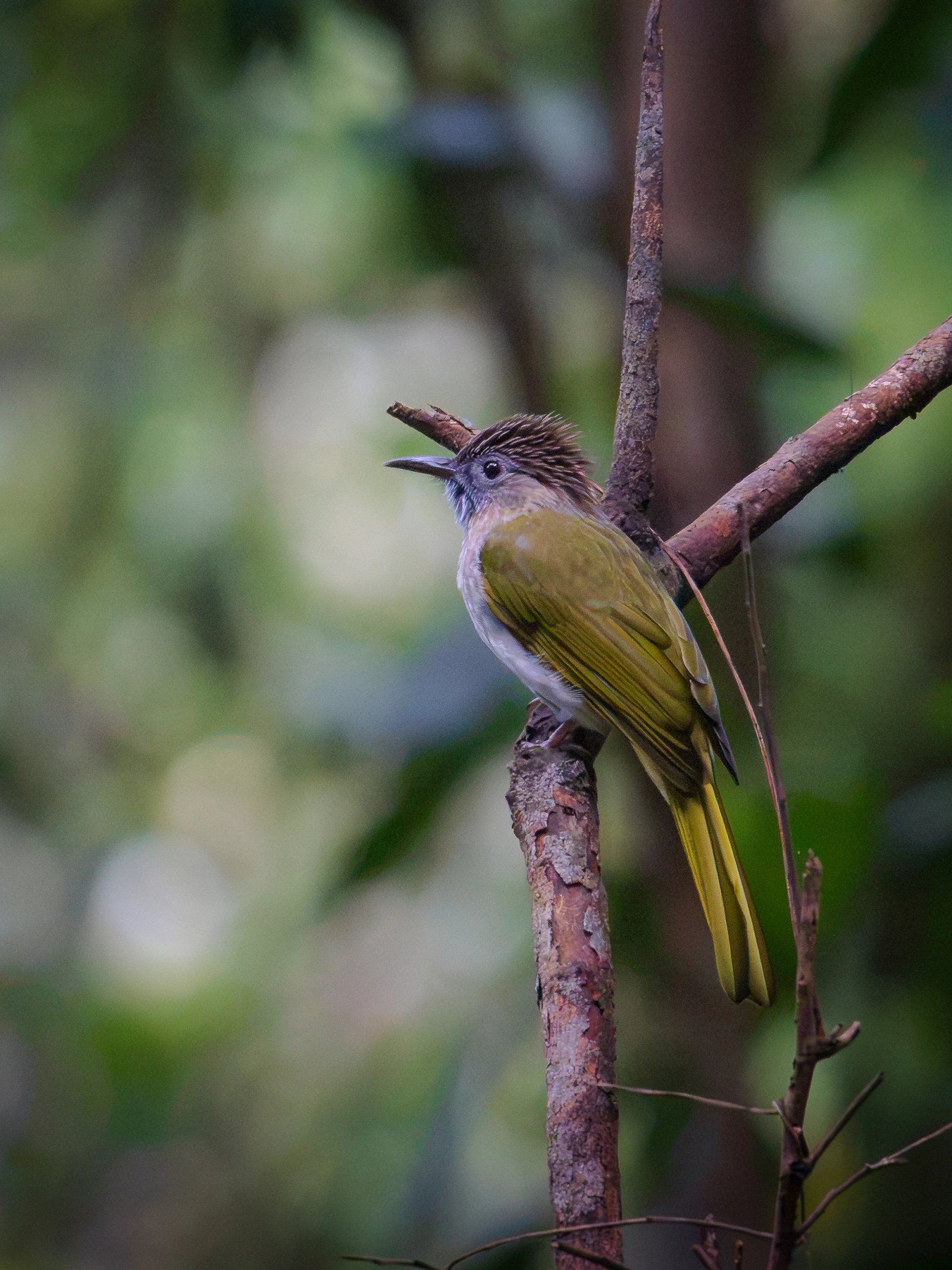 Mountain Bulbul at Doi Suthep