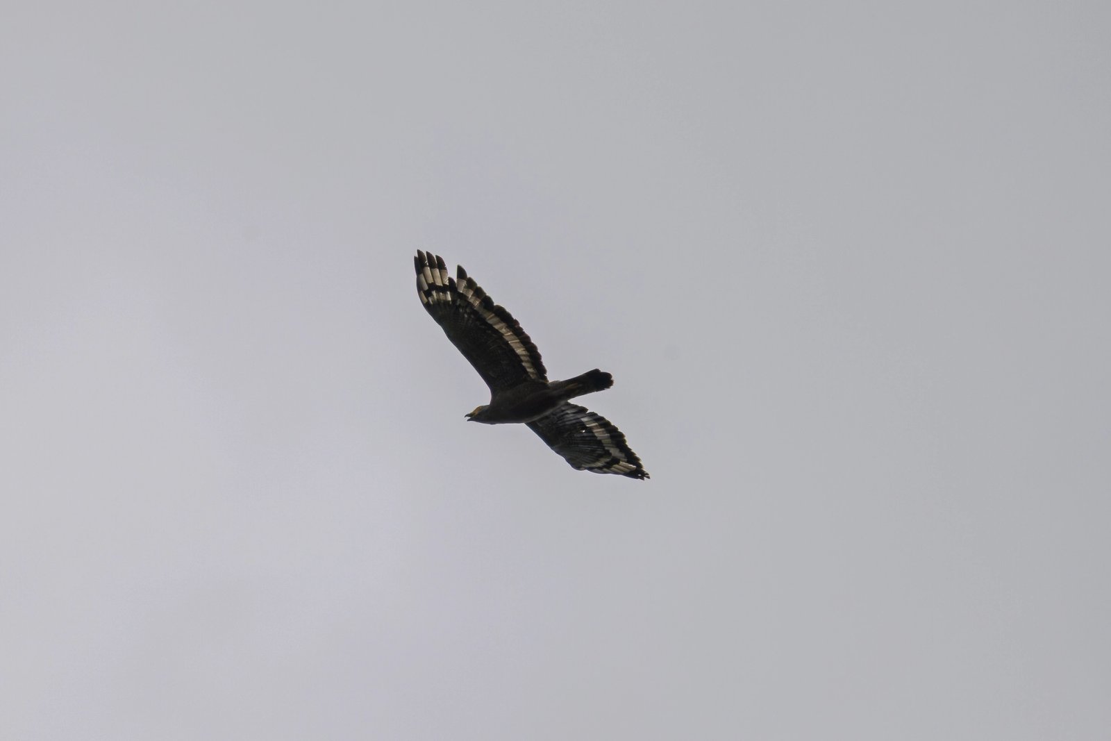 Crested Serpent-Eagle photographed at Doi Suthep–Pui National Park