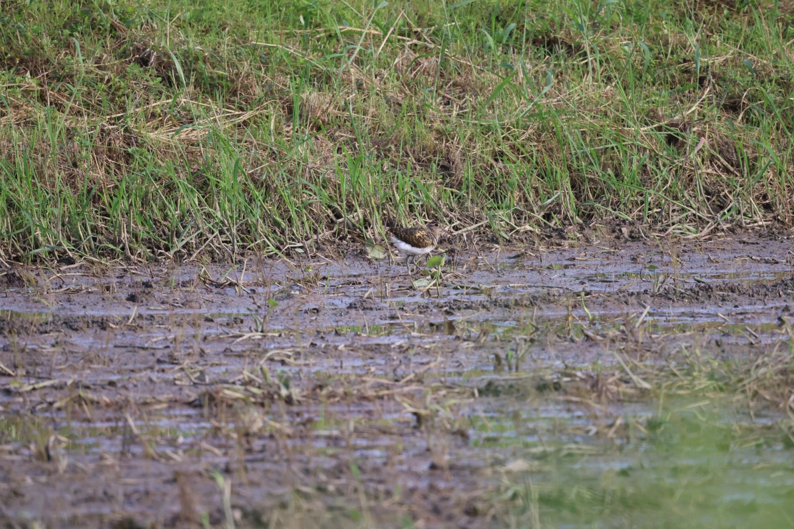 Greater Painted-Snipe photographed at Mae Hia Agricultural College