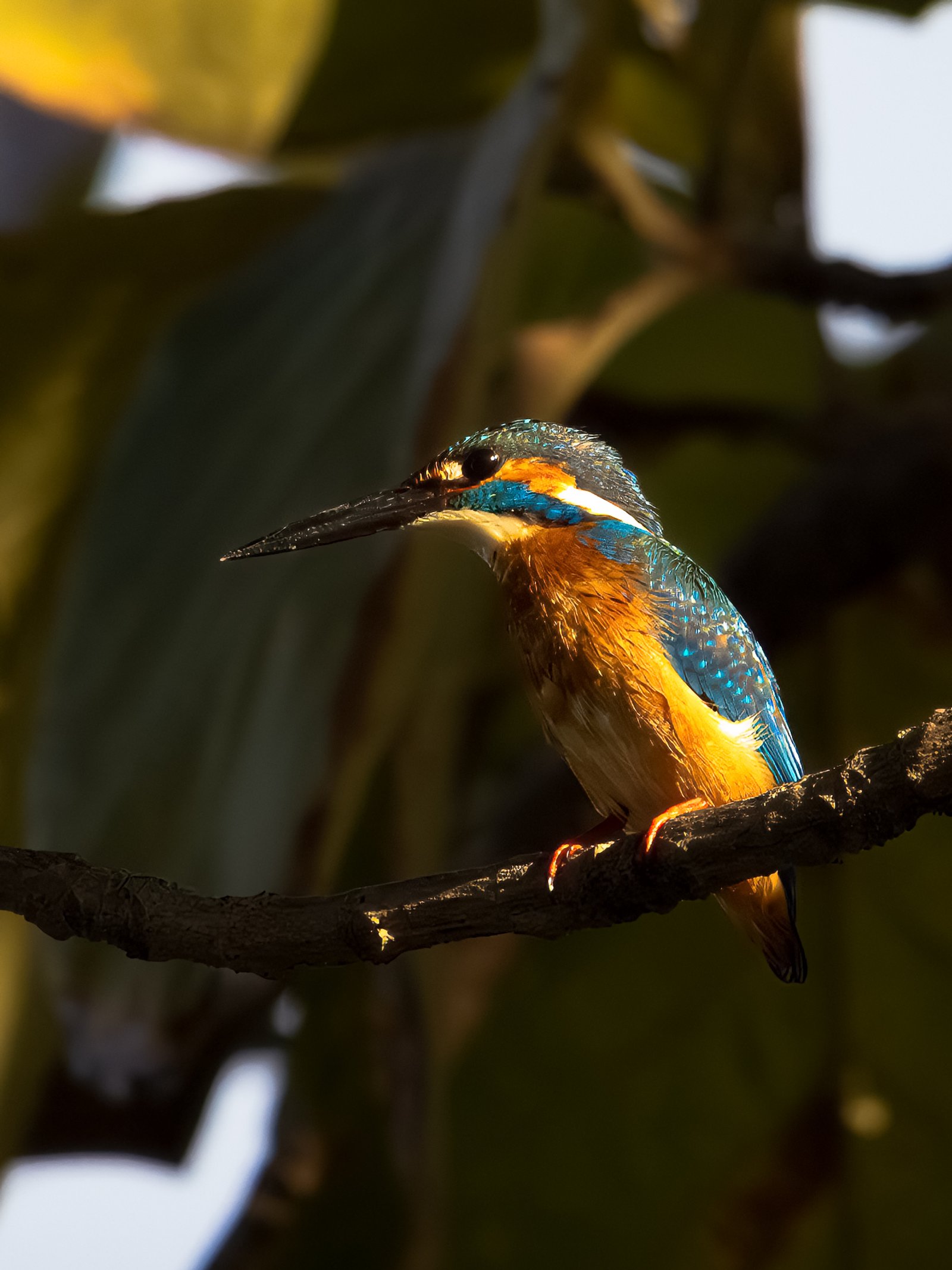 Common Kingfisher perched on a branch