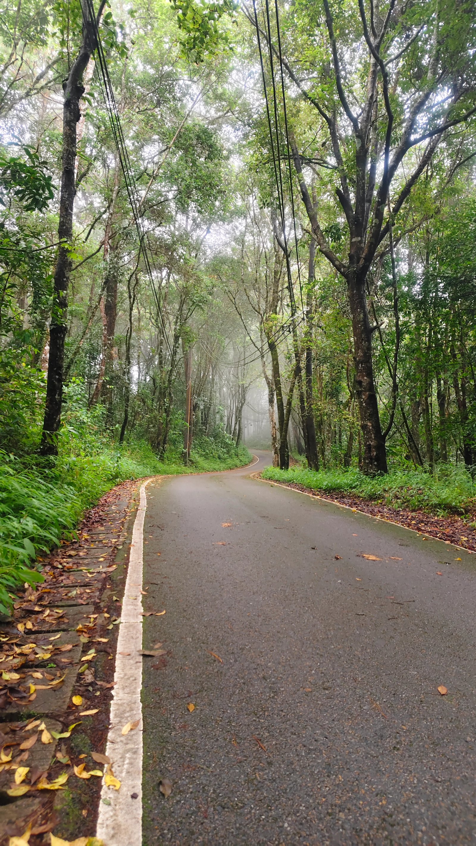 Doi Suthep-Pui national park